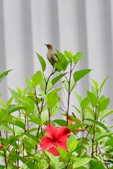 Myzomela cardinalis