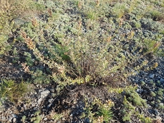 Dracocephalum fruticulosum