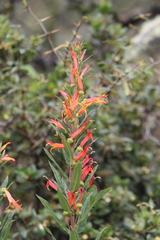 Siphocampylus krauseanus