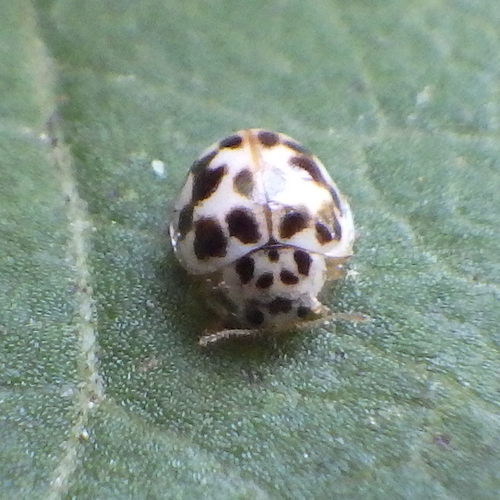 Twenty-spotted Lady Beetle photo 4
