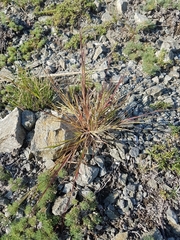 Cleistogenes squarrosa