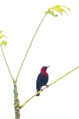 Myzomela cardinalis