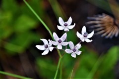 Asclepias feayi image