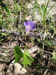 Ipomoea lindheimeri