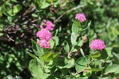 Spiraea splendens