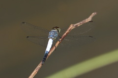 Brachydiplax farinosa