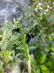 Dichanthelium spretum