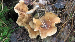 Cortinarius pholideus