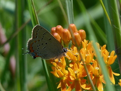 Satyrium acadica