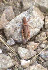 Gomphocerus sibiricus sibiricus