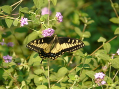 Papilio zelicaon
