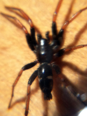 Sergiolus columbianus