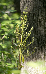 Frasera caroliniensis