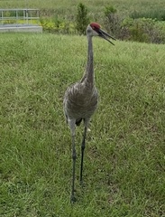 Grus canadensis image