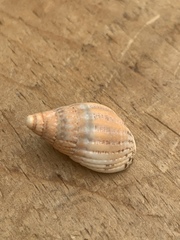 Tritia reticulata