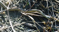 Thamnophis proximus orarius