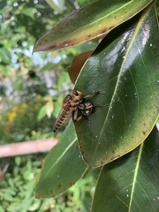 Promachus yesonicus