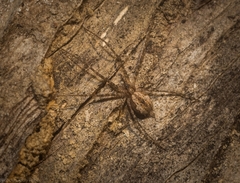 Tamopsis fickerti