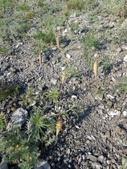 Vincetoxicum sibiricum