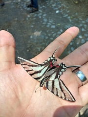 Protographium epidaus tepicus