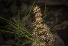 Lomandra multiflora multiflora
