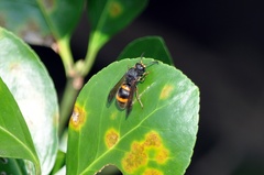 Orancistrocerus drewseni