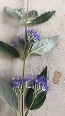 Caryopteris × clandonensis