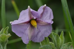 Lycianthes moziniana