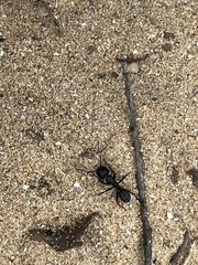 Camponotus vagus