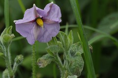 Lycianthes moziniana