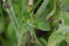 Lycianthes moziniana