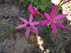 Hesperantha pauciflora