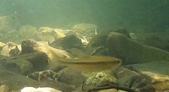 Squalius alburnoides