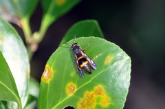 Orancistrocerus drewseni