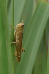 Schistocerca rubiginosa