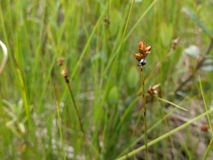Carex chordorrhiza