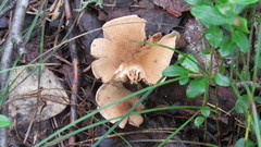 Cortinarius pholideus