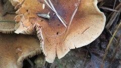 Cortinarius pholideus