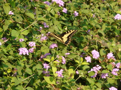 Papilio zelicaon