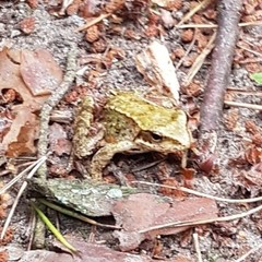 Rana temporaria
