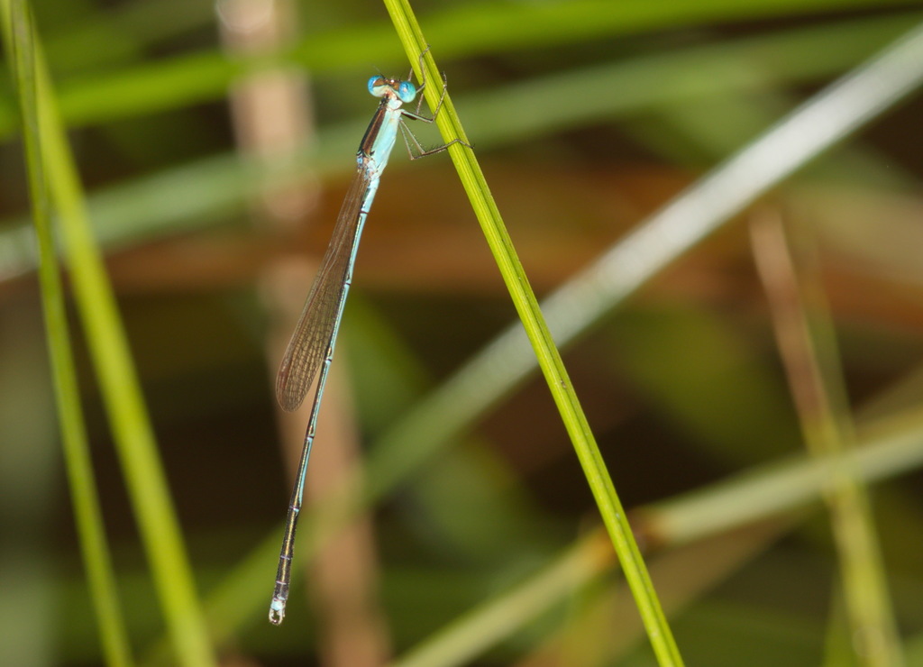 Indolestes inflatus