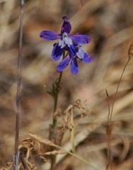 Delphinium parryi