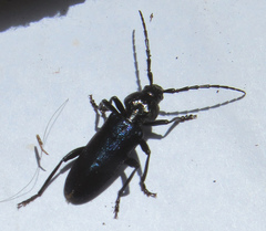 Semanotus amethystinus