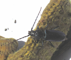 Semanotus amethystinus