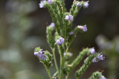 Phacelia franklinii