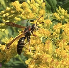 Polistes fuscatus