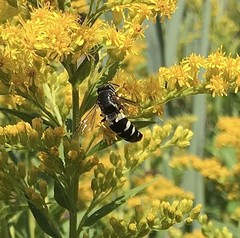 Bicyrtes quadrifasciatus