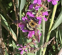 Xylocopa virginica