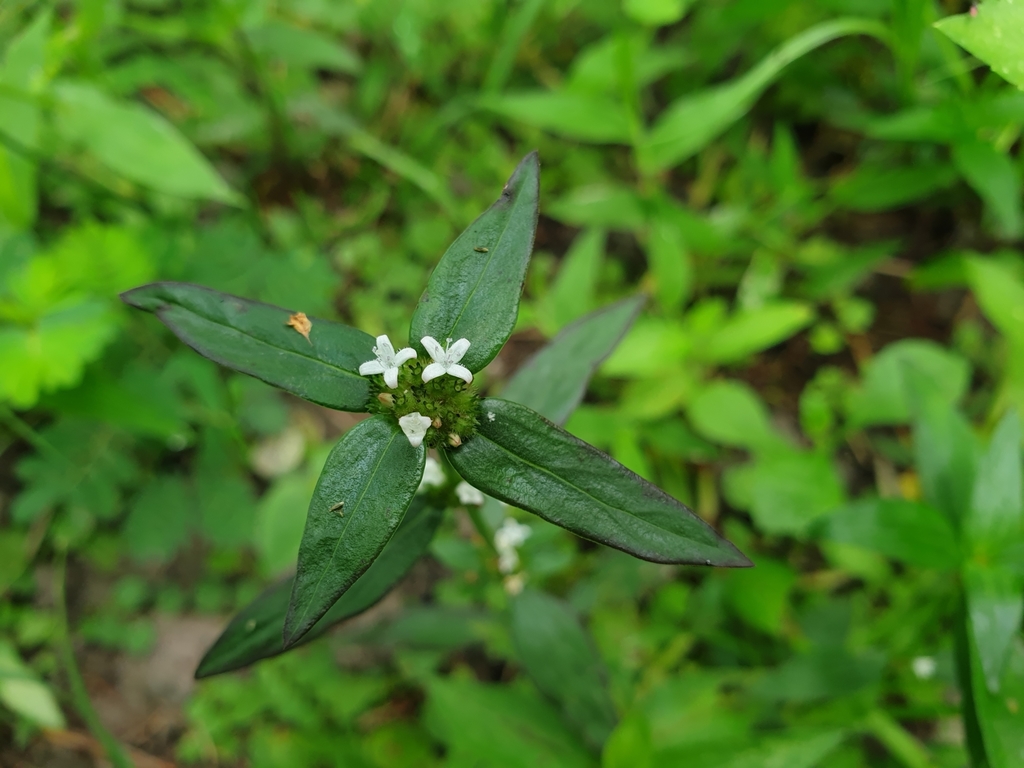 Spermacoce pusilla (Spermacoce pusilla)
