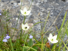 Parnassia